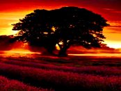 Nowy Casnik: "Redaktion der einzigen niedersorbischen Wochenzeitung"