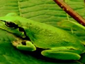 Steinerner Frosch Miltitz: "Dörflichen Zusammenhalt sowie die Pflege der sorbischen Sprache und Brauchtum"