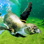 Spreewelten: „Schwimmen mit Pinguinen“