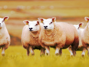 Um Schafe zusammen zu treiben: Hundegebell von einer fliegenden Drohne
