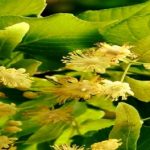 Lusiza: „Der Lausitzer Wildblütentee hat einen milden Geschmack“