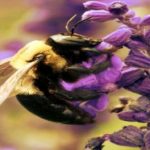 Wilder Oregano als Gewürz: „Eine besonders beliebte Nahrungsquelle bei Bienen“