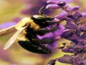 Wilder Oregano als Gewürz: „Eine besonders beliebte Nahrungsquelle bei Bienen“