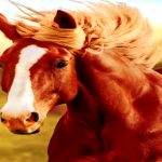 Reitanlage Tannehof: „Umgang mit dem Pferd zu erlernen“