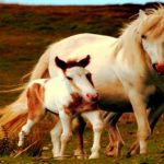 FamilienCampus LAUSITZ – PferdeGut: Therapiepferde zu Heilungszwecke