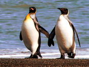 Linux-Betriebssystem Kubuntu: „Moderne Oberfläche – Die sich hochgradig individuell gestalten lässt“