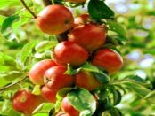 „Beschaffenheit der Lausitz“ – „Gubener Appel mit Holunderblüte“