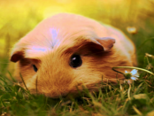 Kleine Anwendung: „Durch Anbox laufen Android-Apps unter Linux“