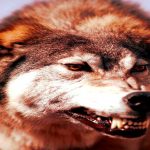 "Mir wurde angst und bange" - Warum historische Wolfsberichte sich wieder sehr aktuell anhören?