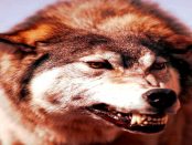 "Mir wurde angst und bange" - Warum historische Wolfsberichte sich wieder sehr aktuell anhören?