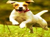 Lausitzer Hunde- und Jagdhundeschule: Die richtige Ausbildung von Hunden