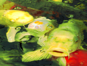 Lausitz – Koi: „Koi aus japanischen Elterntieren“