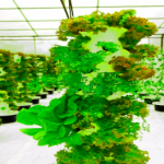 Aeroponik: Pflanzen wachsen in einer Nährlösung