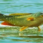 Lausitzer Fischzucht: Zucht von Fischen in Aquakulturen findet auf einer anderen Ebene statt