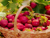 „Lausitzer Erdbeeren fruchtig und schmackhaft sind“