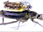 Eine 250 Milligramm schwere Kamera: „Fotos und Videoaufnahmen aus Insektenperspektive“