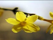 Winterjasmin: Warum seine gelben Blüten im kühlen Lausitzer Winter positiv hervorstechen