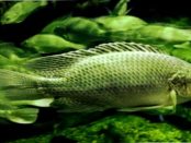 "Fisch-Alternativen" - "Mykoprotein mit den Formgebungsmöglichkeiten des 3D-Lebensmitteldrucks kombiniert"