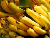 Warum Bananen in der Lausitz wachsen