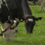 Lely Grazeway: System zur Weiden von Rindern