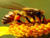 Kleines Bienen-Rendezvous: "Auf sorbische Art von der Königin Regina empfangen und bekommen einen Einblick in die Arbeit des Imkers"