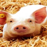 SchweineMobil - "Wie Schweine in einem modernen Schweinestall gehalten werden"