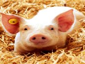 SchweineMobil - "Wie Schweine in einem modernen Schweinestall gehalten werden"