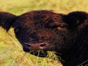 Lausitzer Galloways – „Ja, das sind ganz besondere Rinder“