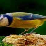 3D-Druck-Vogelhäuschen: Singvögel füttern im Winter