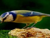 3D-Druck-Vogelhäuschen: Singvögel füttern im Winter