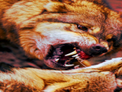 „Der Wolf ist ein Problem“ – Die ungehörten Sorgen der Weidetierhalter