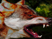 Im Zangengriff: Wenn das Bürokratie-Wolf-System zuschlägt