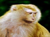 Affengehege Jocksdorf: „Auf die Haltung und Zucht von Affen spezialisiert“