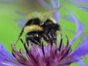 Diebstahl bei Imkern: „Das liegt auch daran dass Bienen immer wertvoller werden“