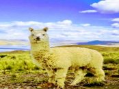 „Von der Rohwolle bis zum Wollgarn“ – Mit Alpaca Island einem Spinnkurs absolvieren