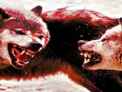 Wolfsromantiker versus Realität der Natur