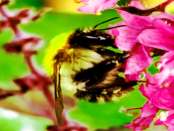 "Verwandeln Sie Ihren Garten, Balkon oder Ihre Terrasse in ein nektar- und pollenreiches Bienenparadies"