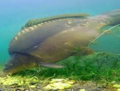 Peitzer Edelfisch: "Artgerechte und nachhaltige Bewirtschaftung der Teiche"