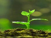 Anzuchtschale für kleine Pflanzen - "Kostenlose 3D-druckbare Behältnis für Setzlinge"