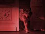 Das Märchen vom scheuen Wolf: „Nur scheu wenn sie gejagt werden“