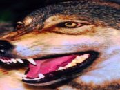 Geheime-Verschlusssache Wolfshybride: Die unberechenbaren Kreuzungen zwischen Wolf und Hund