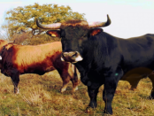 Rinder-Leasing: Die andere Form der Rinderzucht