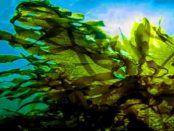 "Kolonie von Cyanobakterien" - Wie Algen kleine Mengen an Strom erzeugen
