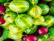 Gemüsebaubetrieb Kuprat: „Vielfalt an frischem Gemüse und regionalen Erzeugnissen“
