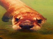 Der Otter Browser versucht viele klassische Aspekte wieder zu beleben