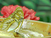 Schmetterlingswiesen: "Du kannst Dich an diesem Projekt beteiligen, in dem Du die Pflege für eine Wiese übernimmst"