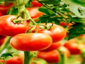 Raspberry Pi & Pflanzenwachstum - PomodoPi: Ein Sensor um die Feuchtigkeit im Boden zu messen