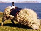 Tourismusförderung mal anders: SheepView auf den Färöer-Inseln