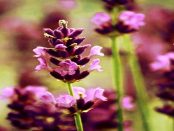 Yvonne`s Lavendellädchen: "Von Hand hergestellte Produkte aus Eigenanbau von naturreinem Lavendel"