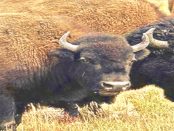 Amerikanische in der Lausitz: "Unsere Bisons können ganzjährig auf der Forest Village Ranch besichtigt werden"
